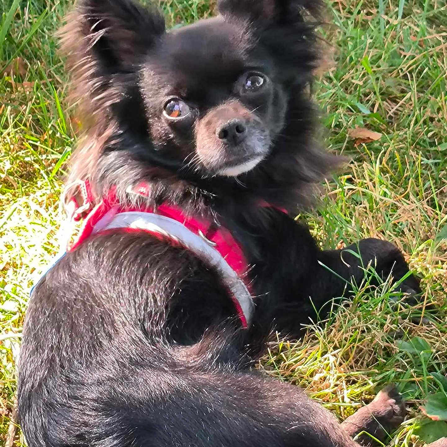 Roby a rejoint le concours — aidez-le/la à gagner de superbes lots ! accessories, affenpinscher, animal, ball, canine, chihuahua, cockerspaniel, dog, eskimodog, grass, lawn, leash, papillon, pet, pig, plant, puppy, sport, strap, vegetation