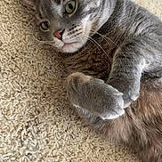 Smokey Joe is registered to the contest to win money with this photo: abyssinian, angora, animal, blanket, cat, egyptiancat, hardwood, homedecor, kangaroo, kitten, manx, person, pet, sleeping, snout, wood