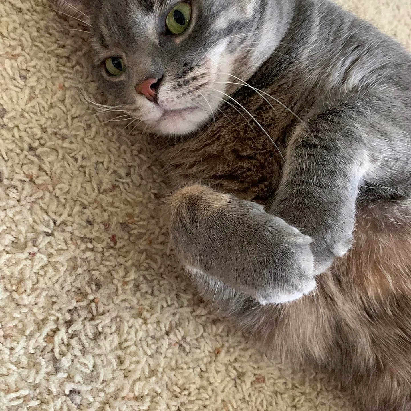 Smokey Joe is registered to the contest to win money with this photo: abyssinian, angora, animal, blanket, cat, egyptiancat, hardwood, homedecor, kangaroo, kitten, manx, person, pet, sleeping, snout, wood