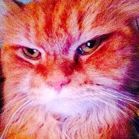 Cheddar Duo is registered to the contest to win money with this photo: