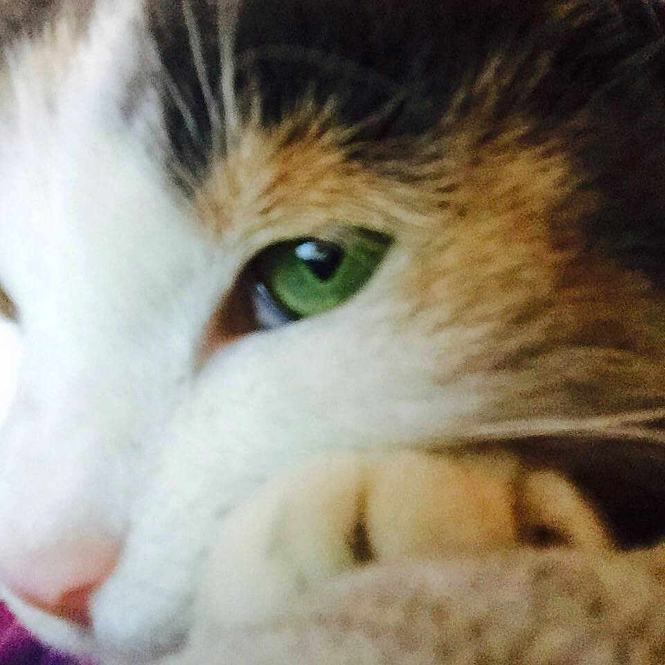Lil-bit