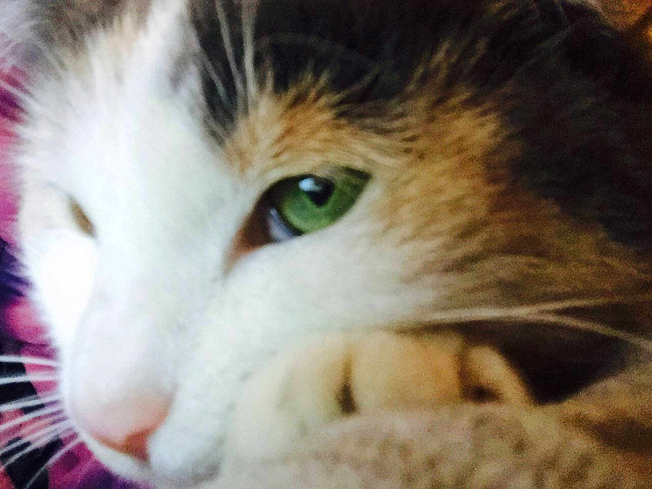 Lil-bit