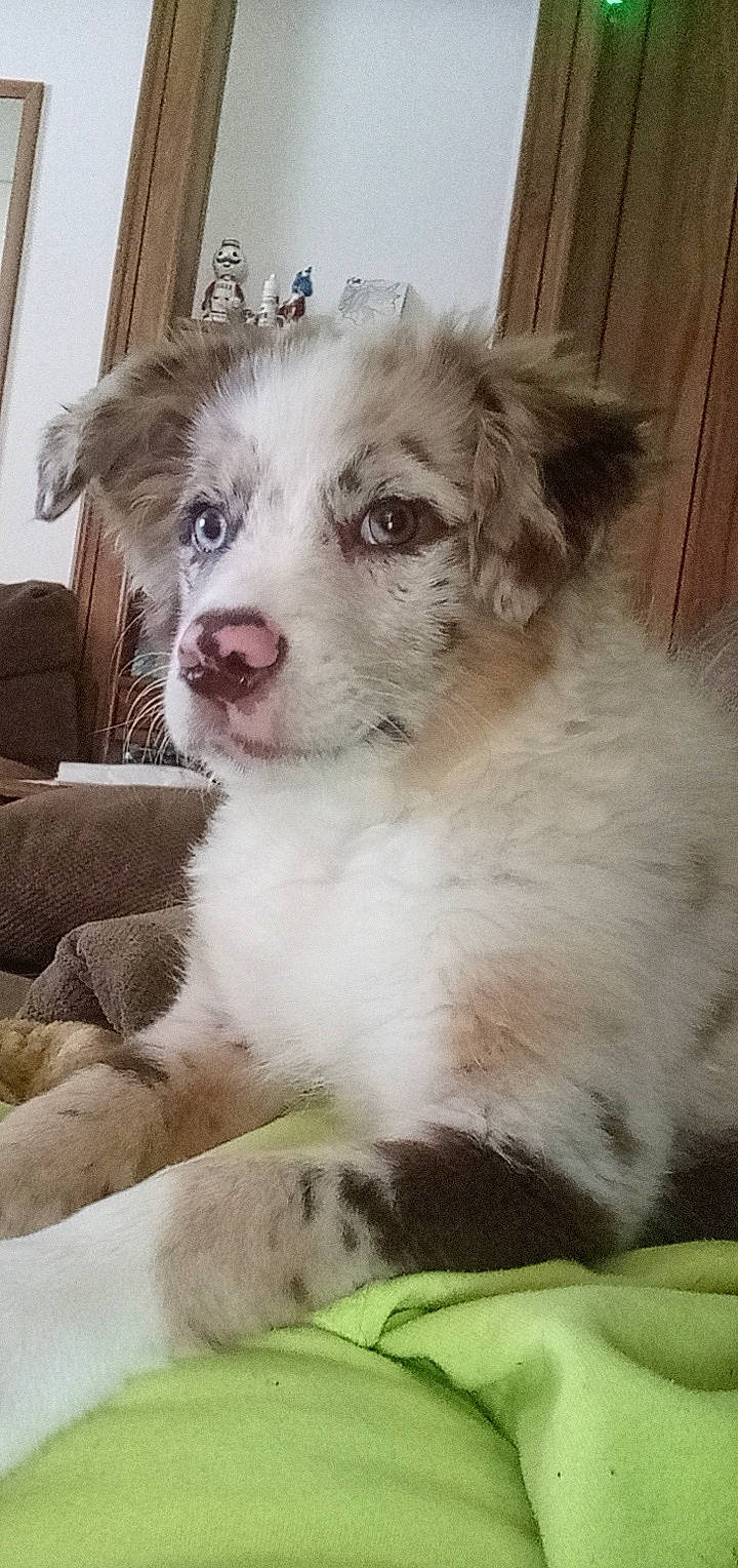 Bailee is registered to the contest to win money with this photo: art, canidae, carnivore, companion_dog, dog, dog_breed, door, fawn, fur, puppy, snout, sporting_group, terrestrial_animal, whiskers, working_animal