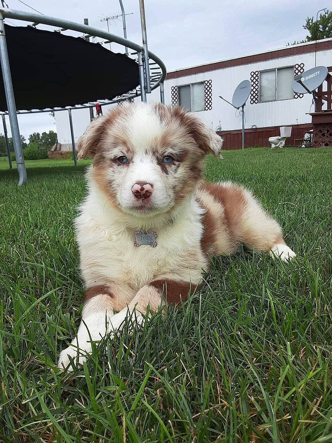 Bailee joined the competition — help win amazing prizes! canidae, carnivore, cloud, companion_dog, dog, dog_breed, fur, garden, grass, plant, sky, snout, sporting_group, terrestrial_animal, terrier, toy_dog, tree, whiskers, window, working_animal