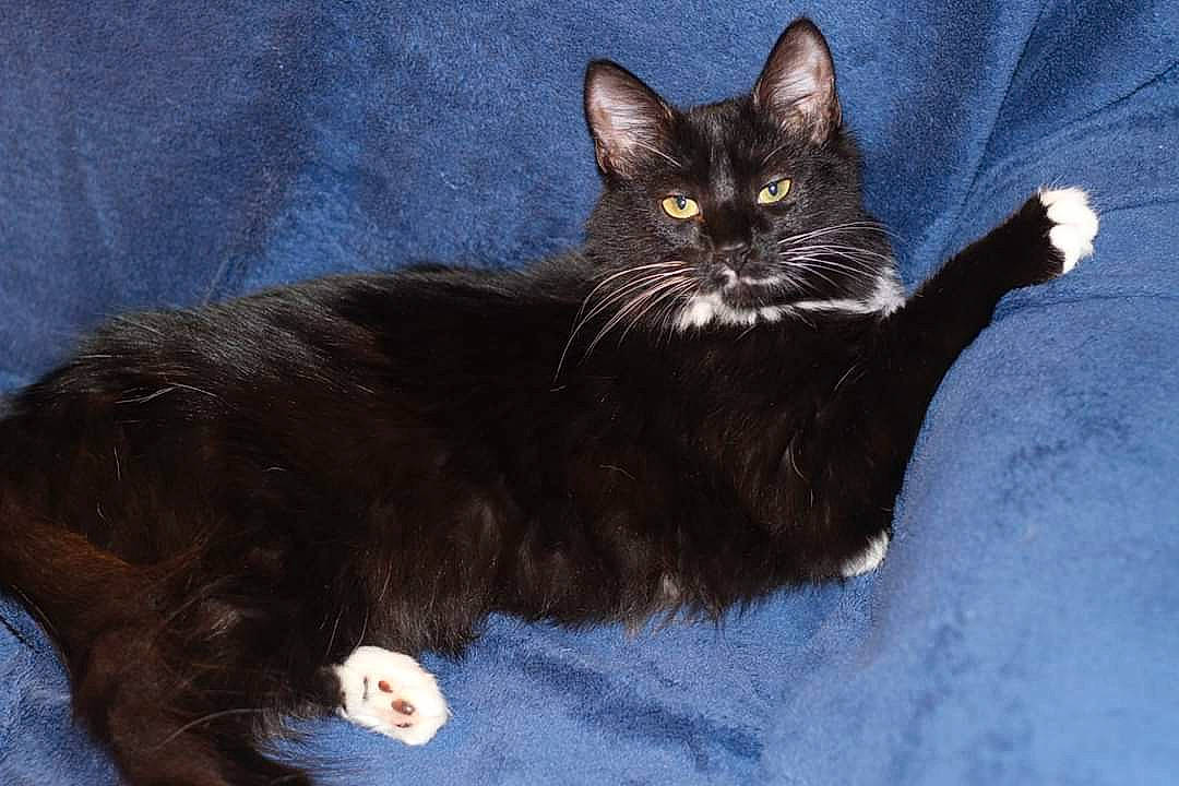 Kaida is registered to the contest to win money with this photo: asian, asian_semi_longhair, black_cat, carnivore, cat, cymric, domestic_long_haired_cat, domestic_short_haired_cat, felidae, fur, kitten, maine_coon, mammal, norwegian_forest_cat, ragamuffin, small_to_medium_sized_cats, turkish_angora, vertebrate, whiskers