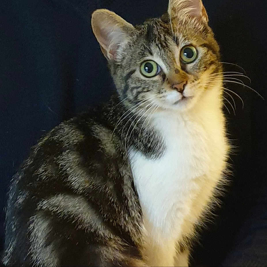Maya