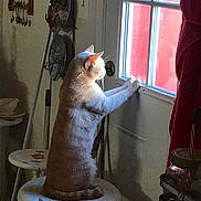Tommy is registered to the contest to win money with this photo: animal, cat, curiosity, curious, domestic, door, feline, furniture, home, indoor, jar, kitchen, light, looking, paws, pet, shadow, sitting, stool, window