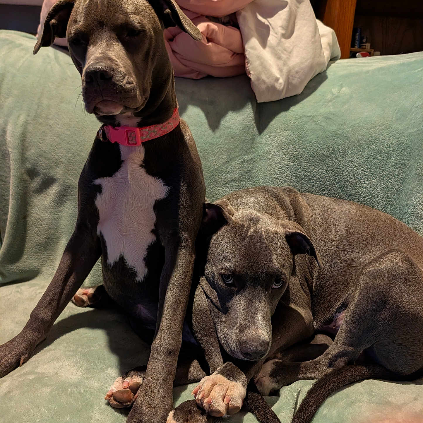 Leelo N Lavene is registered to the contest to win money with this photo: dog, pets, grey_dog, collar, indoor, couch, blanket, relaxed, cute, two_dogs, fur, paw, ears, nose, sitting, lying_down, wooden_shelf, books, home, cozy