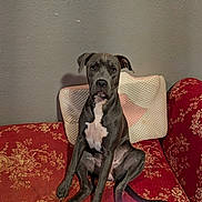 Leelo joined the competition — help win amazing prizes! animal, calm, canine, companion, couch, dog, domestic_animal, floral_pattern, furniture, gray_dog, house, indoor, looking_at_camera, pet, pillow, portrait, red_couch, sitting, wall, white_chest