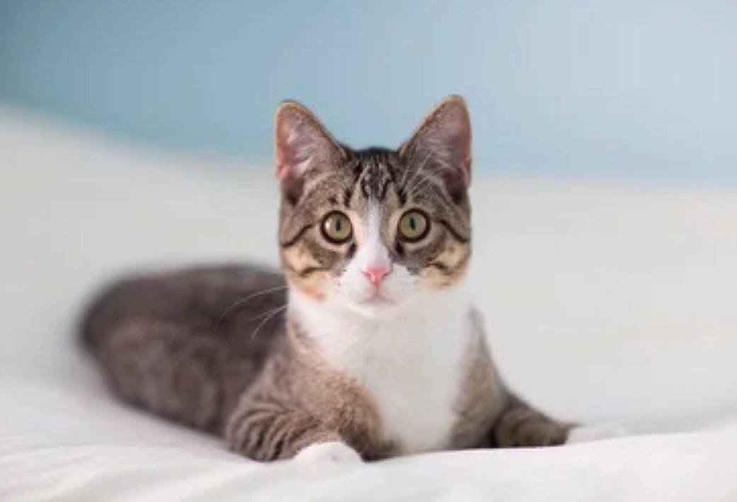 Lina joined the competition — help win amazing prizes! beige, carnivore, cat, comfort, domestic_short_haired_cat, felidae, fur, grey, paw, small_to_medium_sized_cats, snout, toe, whiskers