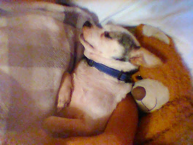 Cain is registered to the contest to win money with this photo: canidae, carnivore, comfort, companion_dog, dog, dog_breed, dog_collar, dog_supply, fawn, fur, guard_dog, jaw, paw, pet_supply, snout, sporting_group, tail, toy_dog, whiskers, working_animal