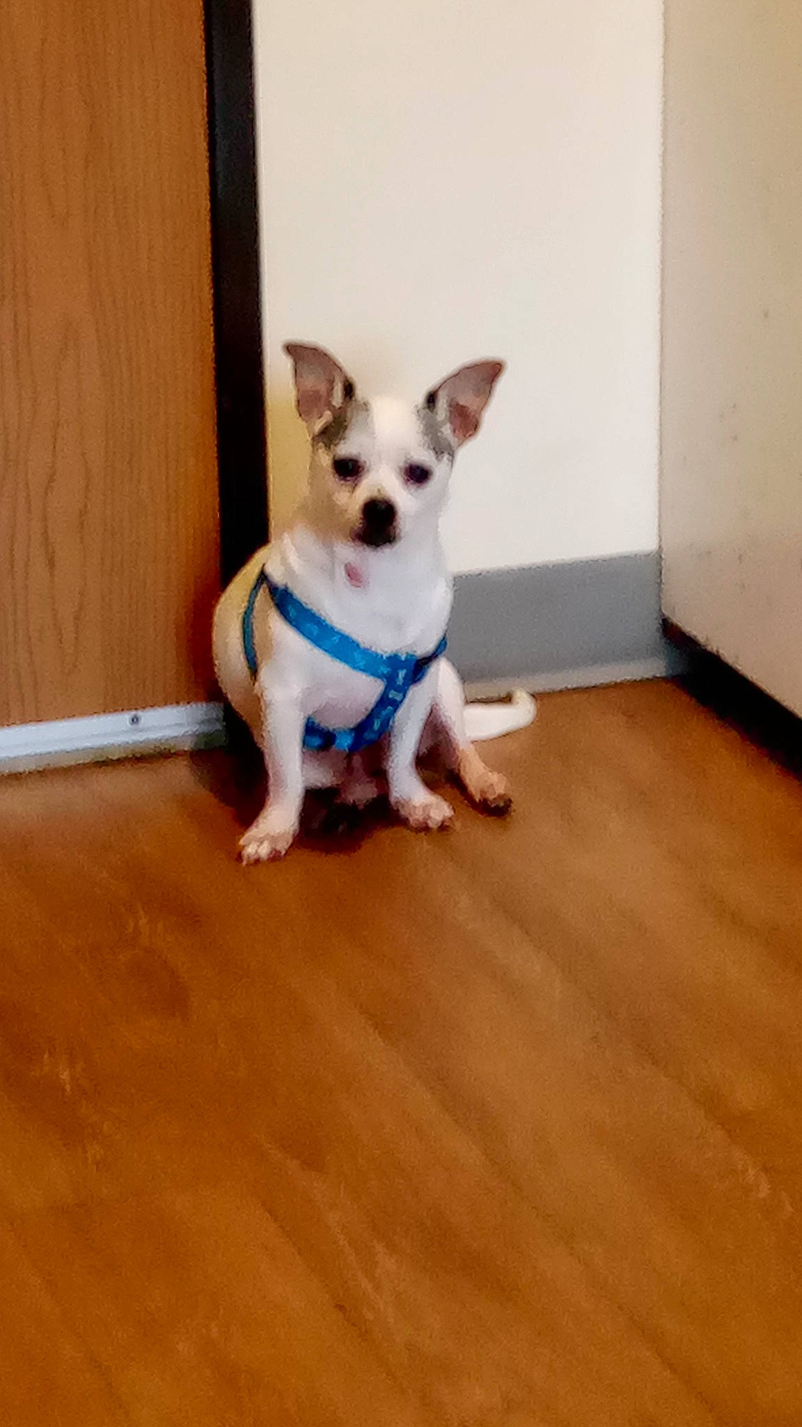 Cain joined the competition — help win amazing prizes! carnivore, collar, companion_dog, dog, dog_breed, dog_clothes, dog_collar, dog_supply, electric_blue, fawn, floor, flooring, hardwood, laminate_flooring, pet_supply, tail, toy_dog, whiskers, wood, working_animal