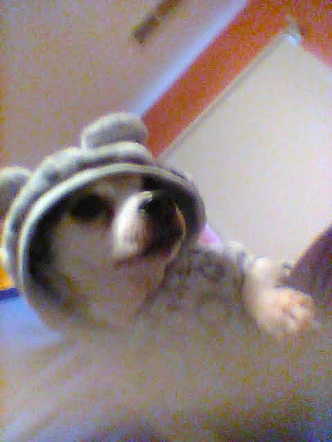 Cain joined the competition — help win amazing prizes! canidae, carnivore, companion_dog, dog, dog_breed, fawn, flooring, non_sporting_group, snout, sporting_group, toy_dog, whiskers, wood, working_animal