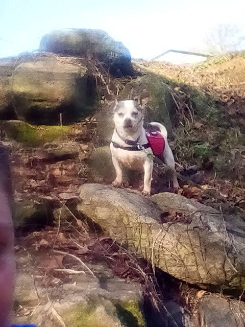 Cain is registered to the contest to win money with this photo: adventure, bedrock, canidae, carnivore, companion_dog, dog, dog_breed, fawn, fun, hill, landscape, leisure, plant, recreation, rock, sky, soil, sporting_group, walking, working_animal