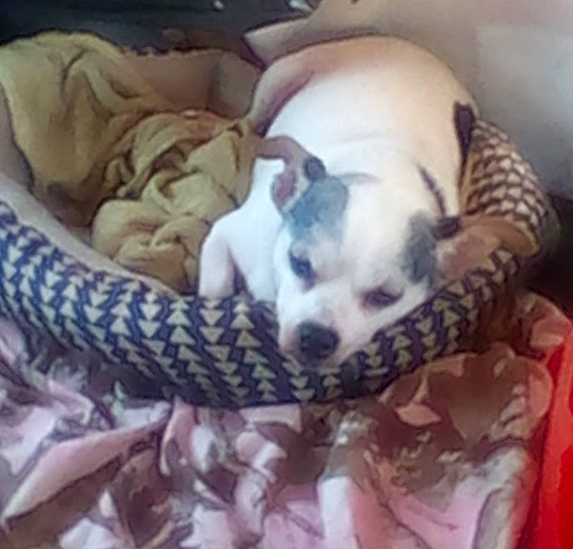 Cain joined the competition — help win amazing prizes! bed, canidae, carnivore, cloud, comfort, companion_dog, couch, dog, dog_bed, dog_breed, dog_supply, fawn, linens, pattern, paw, puppy_love, sporting_group, terrestrial_animal, toy_dog, working_animal