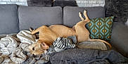 Gueuze participe au concours pour gagner de l'argent avec cette photo : dog, couch, blanket, pillow, relaxed, upside_down, indoor, pet, cozy, fur, animal, resting, home, comfort, sleepy, tan_dog, living_room, soft_textile, casual, domestic