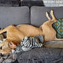 dog, couch, blanket, pillow, relaxed, upside_down, indoor, pet, cozy, fur, animal, resting, home, comfort, sleepy, tan_dog, living_room, soft_textile, casual, domestic