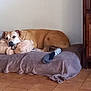 dog, bed, plush_toy, floor, blanket, wooden_cabinet, vacuum_cleaner, indoor, relaxed, pet, brown_dog, tile_floor, home, cozy, animal, resting, furniture, paw, snuggled, quiet