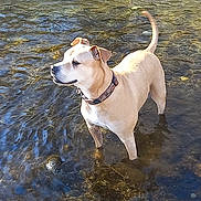 Gueuze participe au concours pour gagner de l'argent avec cette photo : dog, water, outdoor, nature, animal, shallow_water, pebbles, sunlight, curious, tan_dog, collar, river, ripples, standing, daylight, grass, canine, wet_legs, calm, looking_away