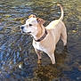 dog, water, outdoor, nature, animal, shallow_water, pebbles, sunlight, curious, tan_dog, collar, river, ripples, standing, daylight, grass, canine, wet_legs, calm, looking_away