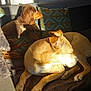 dog, couch, sunlight, indoor, pet, relaxing, brown_dog, tan_dog, pillows, brick_wall, shadow, fur, living_room, cozy, resting, animal, home, domestic, sunny, comfort