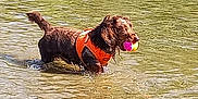 L'Lîot a rejoint le concours — aidez-le/la à gagner de superbes lots ! dog, water, orange_vest, ball, wet, outdoor, playing, animal, pet, river, splash, canine, fetch, nature, summer, active, fun, exercise, happy, toy