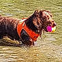dog, water, orange_vest, ball, wet, outdoor, playing, animal, pet, river, splash, canine, fetch, nature, summer, active, fun, exercise, happy, toy