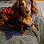 dog, long_hair, sweater, red, black, plaid, blanket, couch, indoor, pet, animal, fur, looking_up, cute, cozy, brown, ears, portrait, home, comfortable