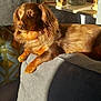 dog, brown_dog, couch, sunlight, living_room, decor, photograph, patterned_wall, relaxation, pet, furniture, indoors, cozy, animal, canine, home, portrait, resting, sunny, comfortable