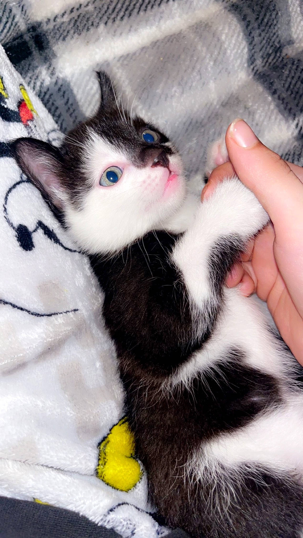 Scrim is registered to the contest to win money with this photo: carnivore, cat, comfort, domestic_short_haired_cat, felidae, finger, foot, fur, gesture, hand, human_leg, lap, paw, small_to_medium_sized_cats, snout, tail, textile, toy, whiskers, white