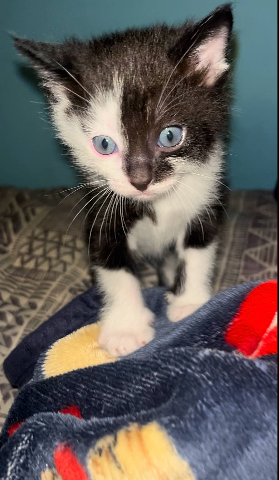 Scrim joined the competition — help win amazing prizes! carnivore, cat, cat_furniture, cat_supply, claw, comfort, couch, domestic_short_haired_cat, electric_blue, eye, felidae, foot, fur, paw, photo_caption, sitting, small_to_medium_sized_cats, snout, tail, whiskers