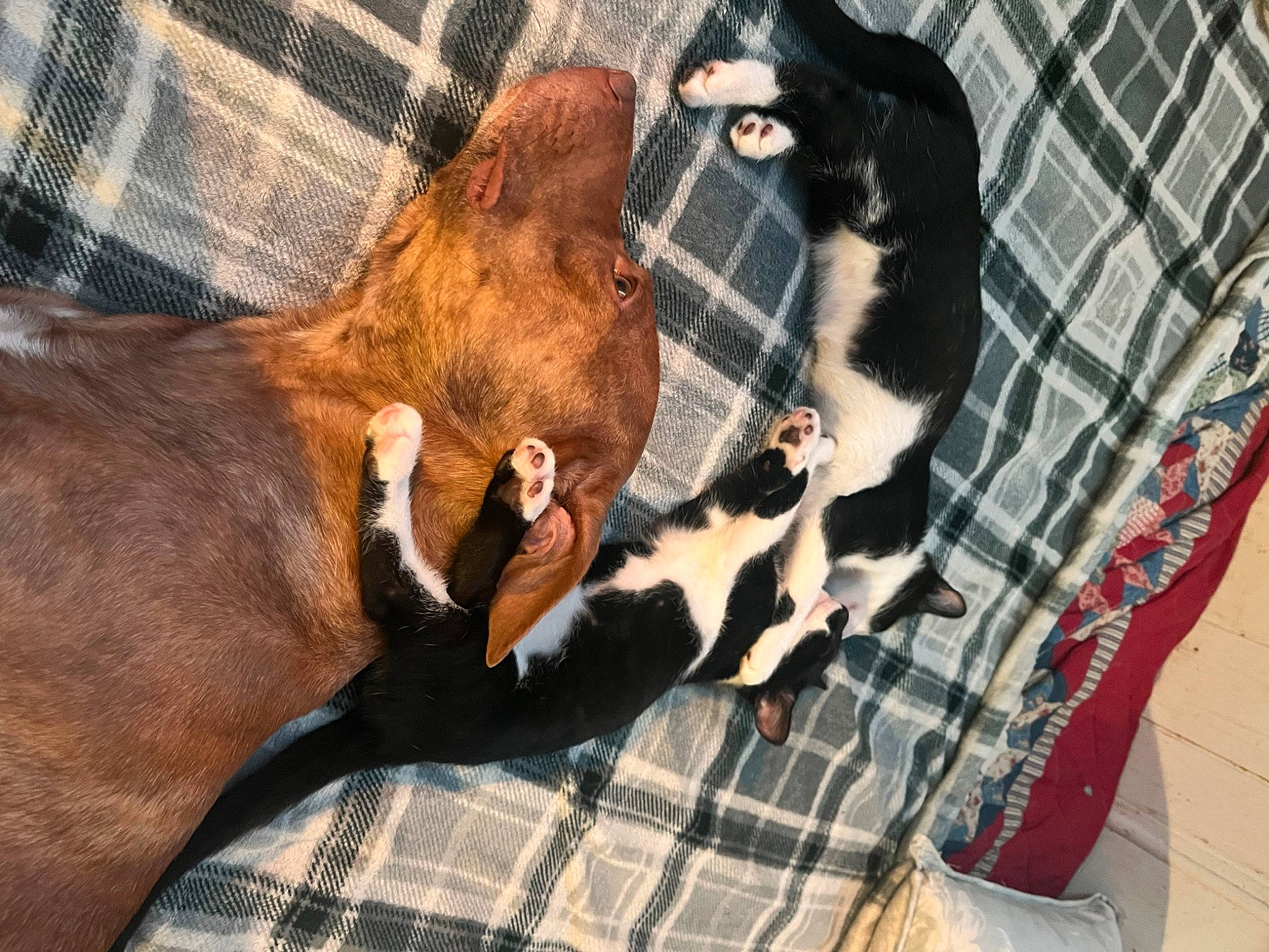 Scrim joined the competition — help win amazing prizes! carnivore, comfort, companion_dog, dog, dog_breed, dog_supply, fawn, felidae, linens, liver, mammal, pattern, pet_supply, plaid, small_to_medium_sized_cats, snout, tartan, textile, vertebrate, working_animal