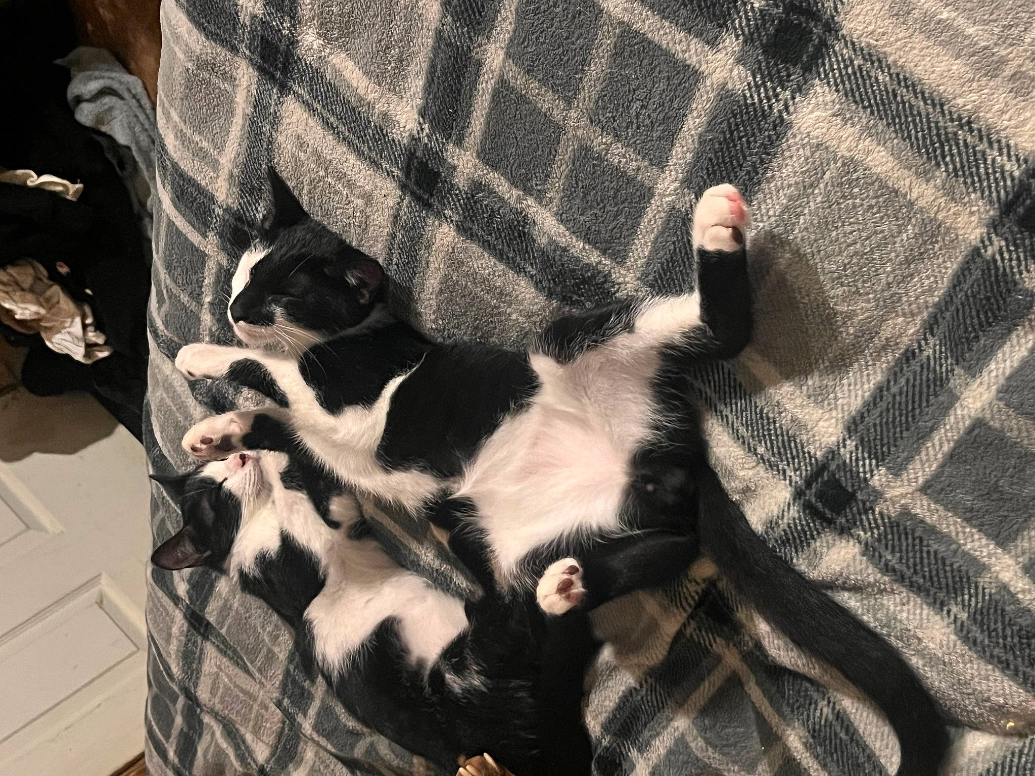 Scrim is registered to the contest to win money with this photo: carnivore, cat, comfort, companion_dog, dog_breed, domestic_short_haired_cat, felidae, fur, linens, nap, pattern, paw, plaid, small_to_medium_sized_cats, snout, tail, tartan, textile, whiskers, wood