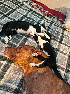 Rebel is registered to the contest to win money with this photo: carnivore, cat, comfort, companion_dog, dog, dog_breed, felidae, fur, linens, liver, mammal, pattern, pet_supply, plaid, snout, tail, tartan, textile, whiskers, working_animal