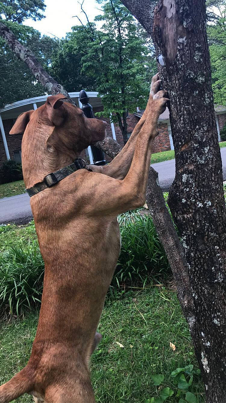 Rebel joined the competition — help win amazing prizes! bridle, collar, fawn, gesture, grass, horse_supplies, human_leg, liver, livestock, pack_animal, plant, sporting_group, stallion, terrestrial_animal, tree, trunk, twig, wildlife, wood, working_animal