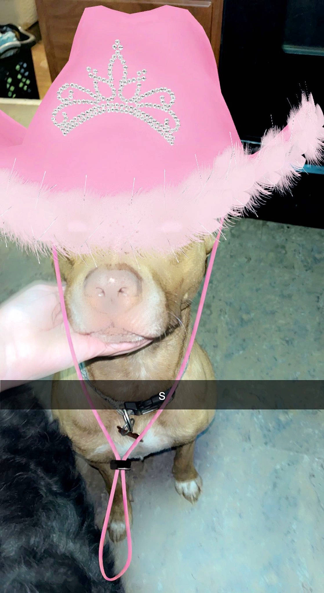 Rebel joined the competition — help win amazing prizes! cap, costume, costume_hat, fashion_accessory, fawn, fur, hat, headgear, helmet, human_leg, magenta, party_supply, pink, plush, selfie, stuffed_toy, sun_hat, sunglasses, teddy_bear, thigh