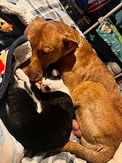 Rebel is registered to the contest to win money with this photo: canidae, carnivore, cloud, comfort, companion_dog, dog, dog_breed, fawn, felidae, fur, hardwood, linens, liver, nap, paw, snout, sporting_group, tail, wood, working_animal