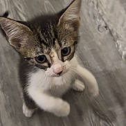 Ditto is registered to the contest to win money with this photo: adorable, animal, cat, curious, cute, domestic, ears, feline, floor, fur, indoor, kitten, looking_up, mammal, paw, pet, playful, small, whiskers, young