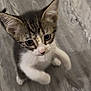 adorable, animal, cat, curious, cute, domestic, ears, feline, floor, fur, indoor, kitten, looking_up, mammal, paw, pet, playful, small, whiskers, young