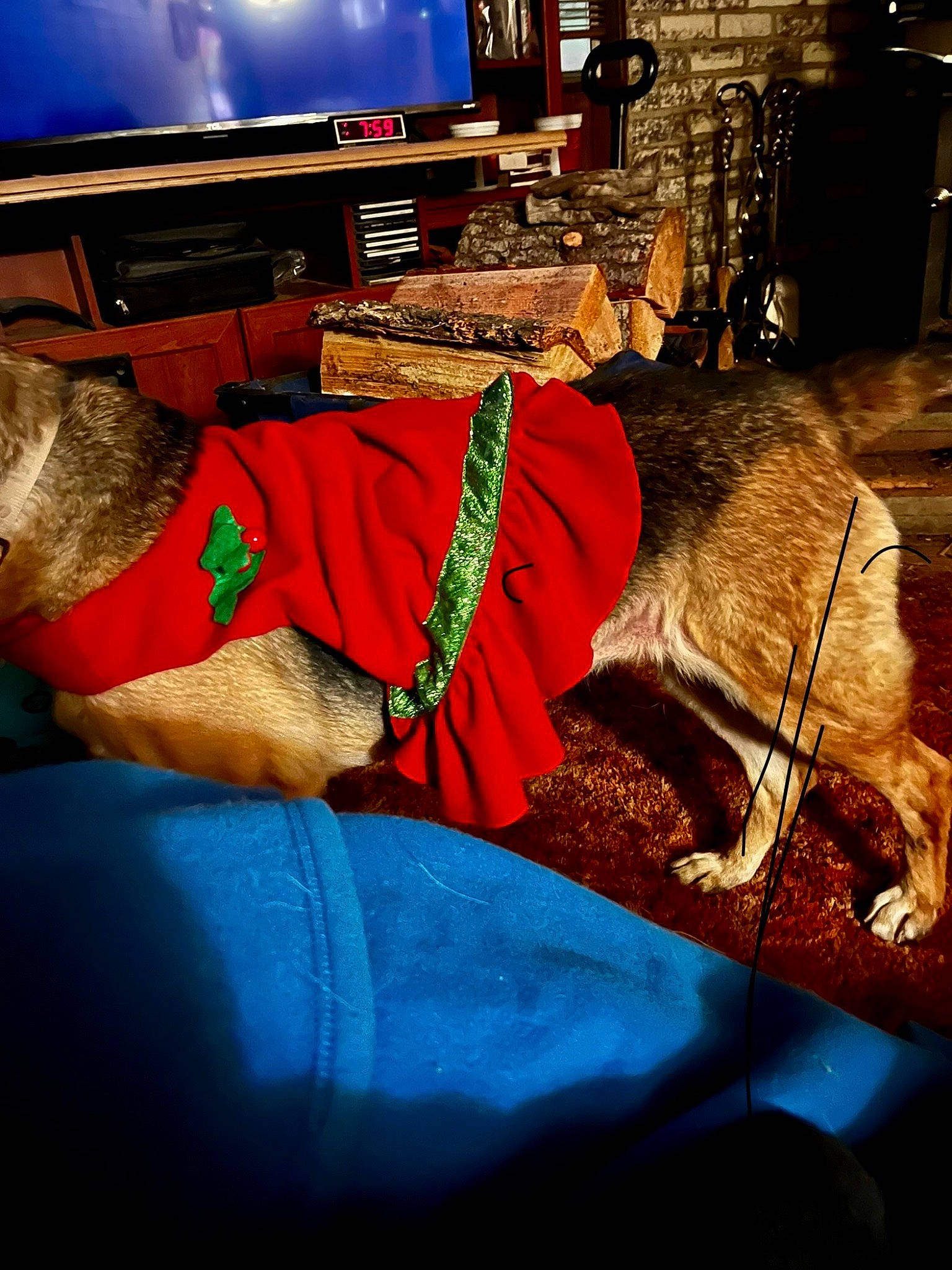 Abbie is registered to the contest to win money with this photo: christmas, comfort, display_device, electric_blue, event, fawn, felidae, flooring, fun, fur, human_leg, lap, leisure, linens, night, room, television, winter, wood, world