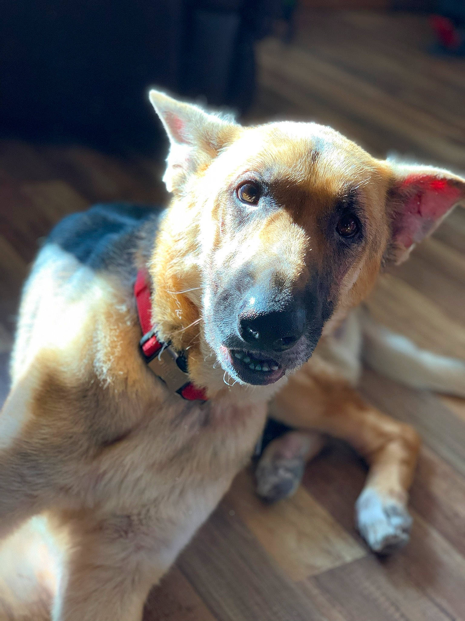 Abbie joined the competition — help win amazing prizes! ancient_dog_breeds, canidae, carnivore, collar, companion_dog, dog, dog_breed, dog_collar, fawn, fur, herding_dog, leash, snout, sporting_group, street_dog, whiskers, window, wood, working_animal, working_dog