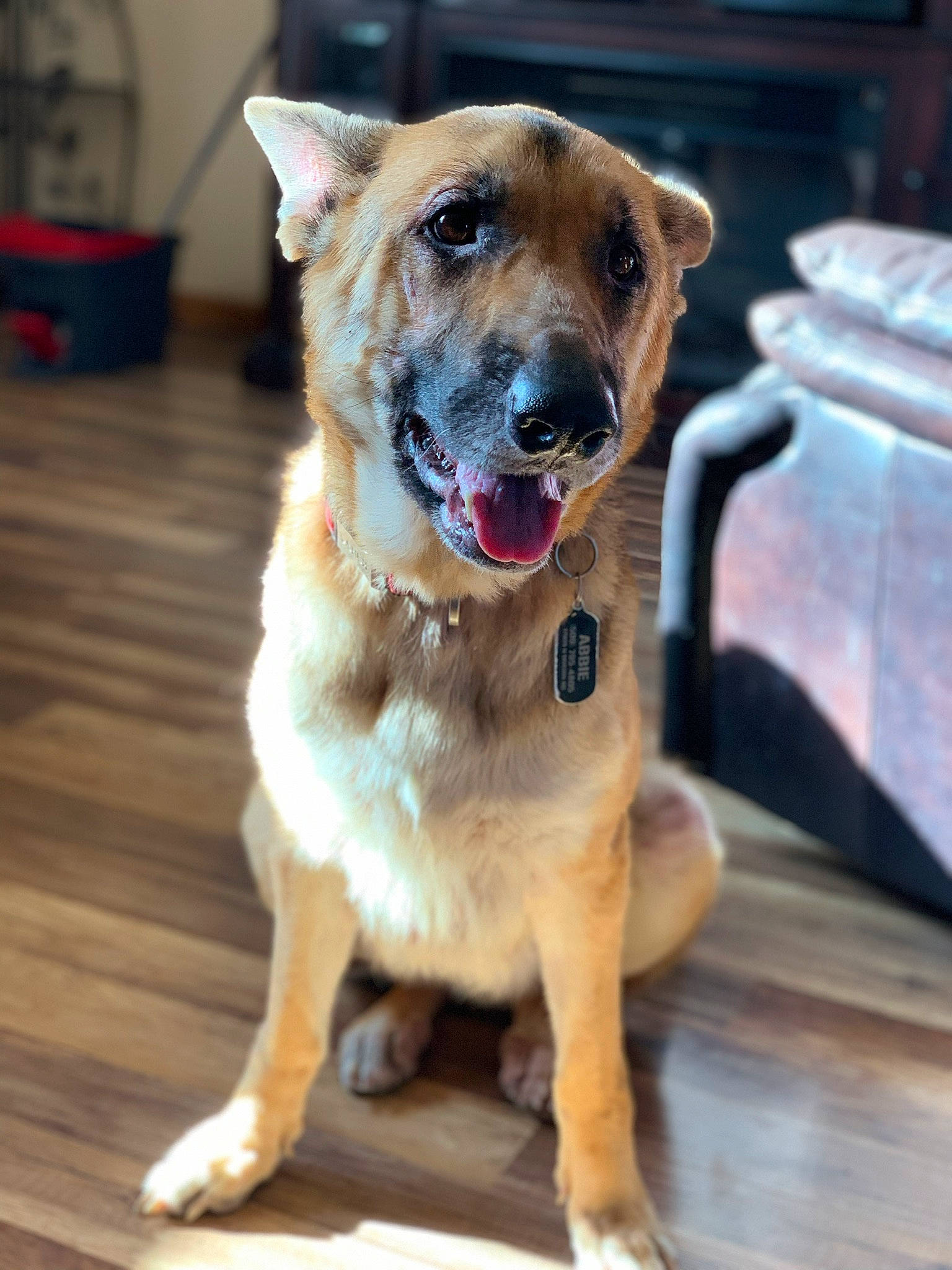 Abbie joined the competition — help win amazing prizes! carnivore, collar, companion_dog, dog, dog_breed, dog_collar, dog_supply, fawn, fur, guard_dog, hardwood, leash, pet_supply, plank, snout, street_dog, whiskers, wood, working_animal, working_dog