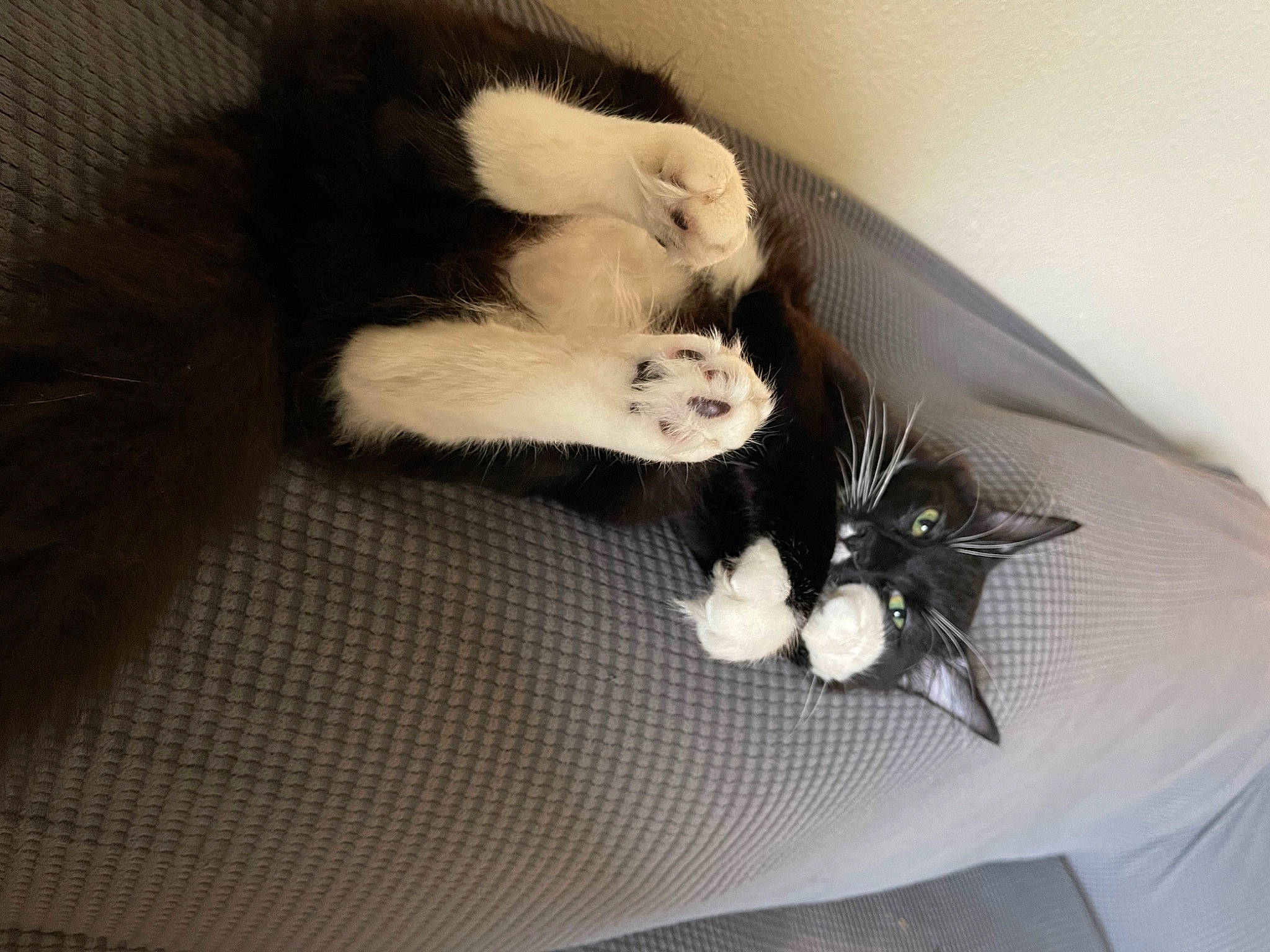 Alfie joined the competition — help win amazing prizes! box, carnivore, cat, cat_supply, claw, comfort, domestic_short_haired_cat, felidae, fur, hardwood, paw, room, small_to_medium_sized_cats, tail, whiskers