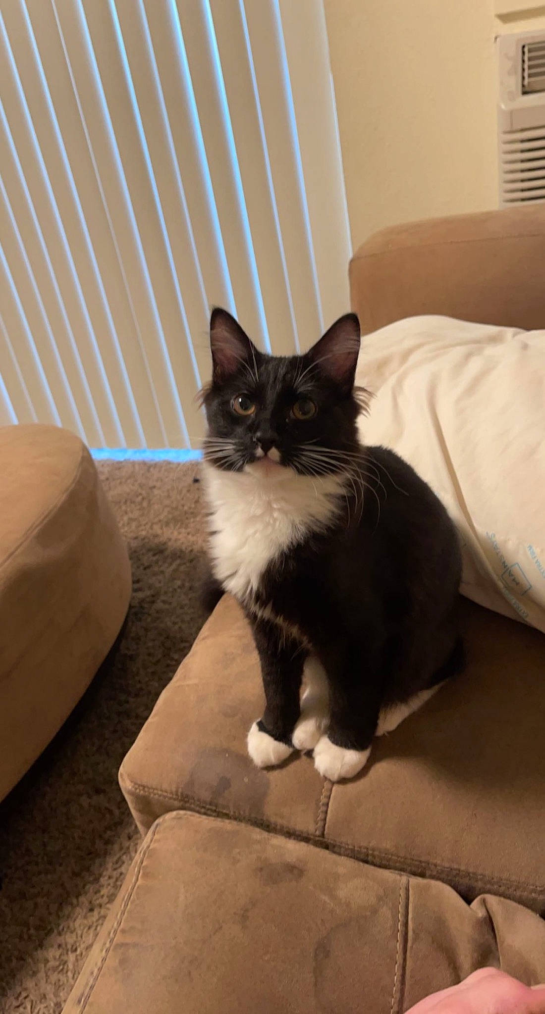 Alfie joined the competition — help win amazing prizes! black_cat, box, carnivore, cat, comfort, domestic_short_haired_cat, eye, felidae, floor, flooring, fur, grey, hardwood, human_leg, small_to_medium_sized_cats, snout, tail, whiskers, window, wood