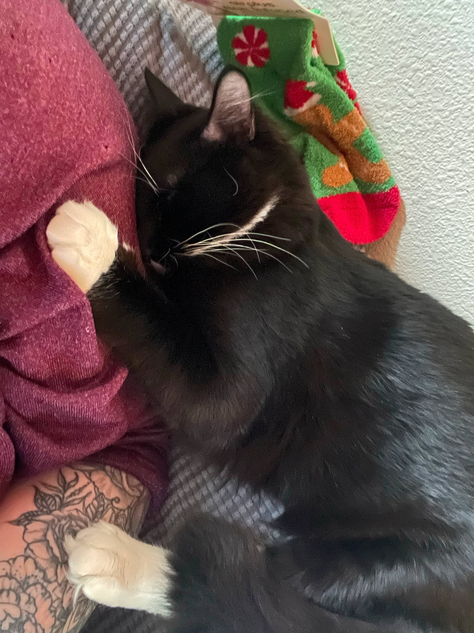 Alfie is registered to the contest to win money with this photo: black_cat, bombay, carmine, carnivore, cat, claw, comfort, domestic_short_haired_cat, felidae, fur, gesture, lap, nail, paw, sitting, small_to_medium_sized_cats, tail, whiskers