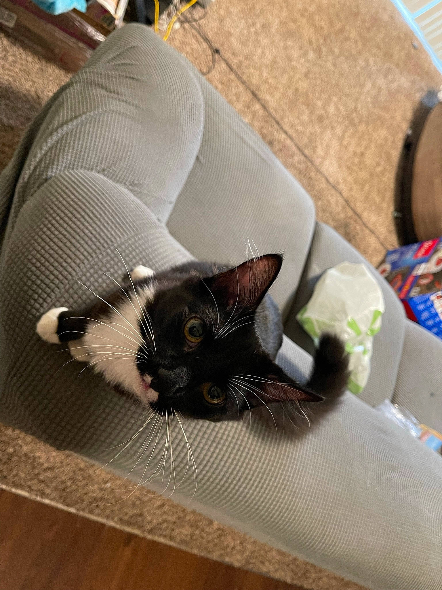 Alfie is registered to the contest to win money with this photo: bag, black_cat, carnivore, cat, comfort, domestic_short_haired_cat, felidae, flooring, fur, grey, hardwood, linens, luggage_and_bags, mammal, nap, room, small_to_medium_sized_cats, tail, whiskers, wood