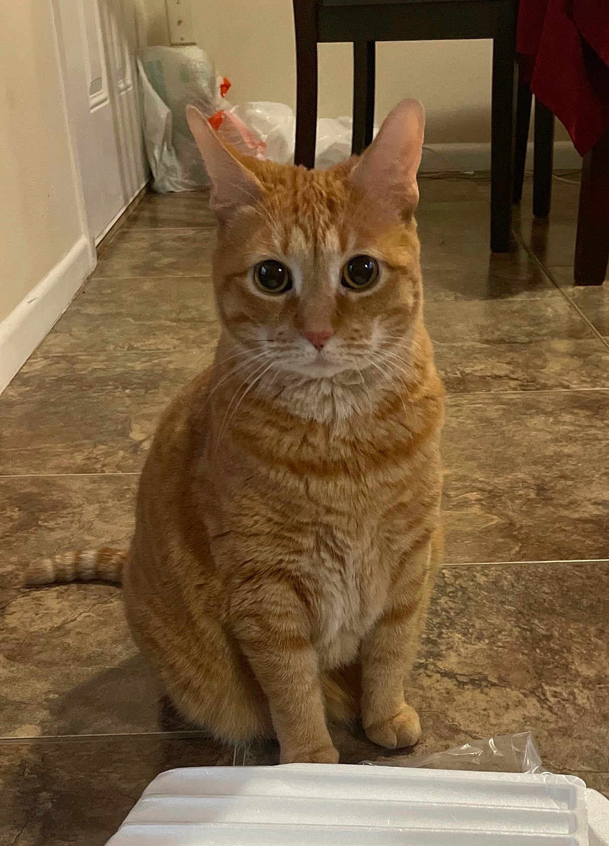Goldie joined the competition — help win amazing prizes! cat, orange_tabby, pet, indoor, floor, tile, sitting, feline, animal, whiskers, ears, tail, curious, wide_eyes, domestic, household, chair, background, cute, portrait