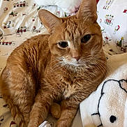 Goldie is registered to the contest to win money with this photo: cat, ginger_cat, pet, animal, bed, blanket, sheets, cartoon, snoopy, feline, indoor, cute, whiskers, fur, resting, relaxed, closeup, domestic_animal, cozy, comfortable