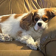 Bella joined the competition — help win amazing prizes! adorable, animal, canine, cavalier_king_charles_spaniel, close_up, dog, fluffy, furniture, home, indoor, leather_couch, long_hair, lounging, lying_down, pet, portrait, relaxed, sleepy, warm_lighting, white_and_brown