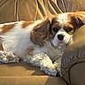 adorable, animal, canine, cavalier_king_charles_spaniel, close_up, dog, fluffy, furniture, home, indoor, leather_couch, long_hair, lounging, lying_down, pet, portrait, relaxed, sleepy, warm_lighting, white_and_brown